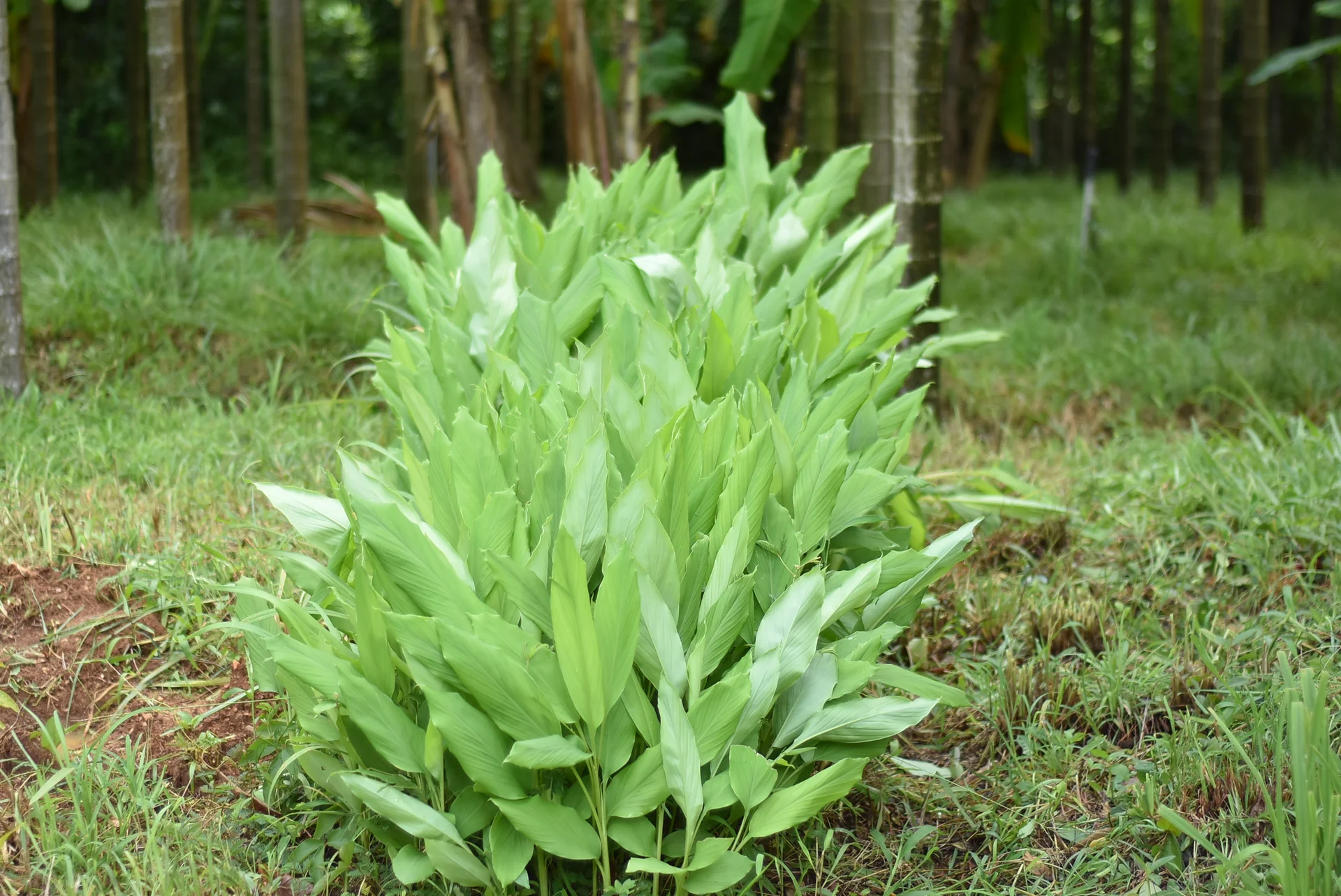 A turmeric clump growing in the field, the crop affected by turmeric leaf spot