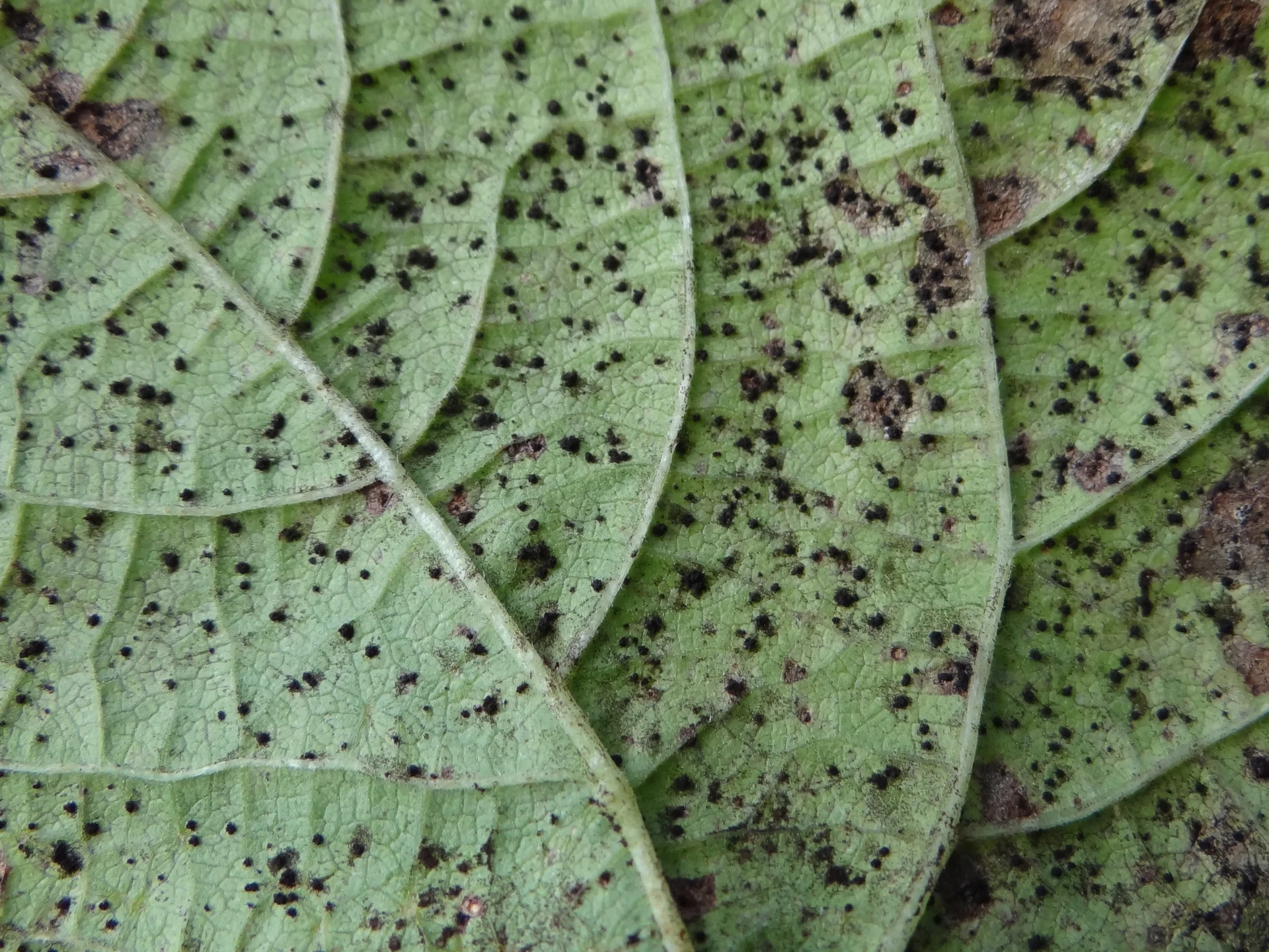 Close-up of a bean leaf underside peppered with countless small raised rust pustules