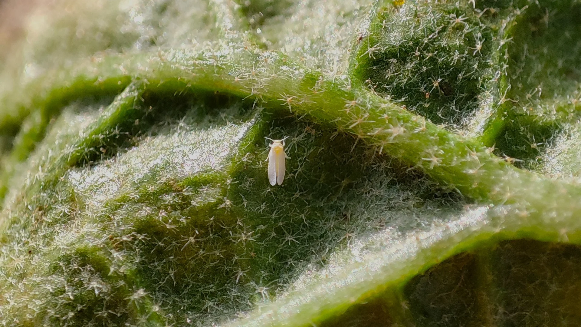 A tiny white whitefly (Bemisia tabaci) resting on the underside of a leaf — the insect that carries the yellow mosaic virus between plants.