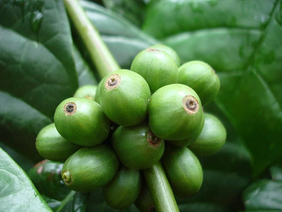 Robusta coffee