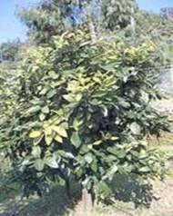 A citrus tree infected with tristeza virus showing dull, pale-yellowing (chlorotic) foliage and sparse, thin growth.