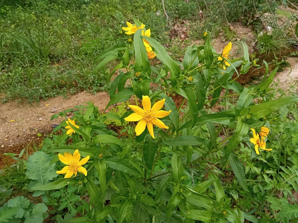 Niger seed (noug)