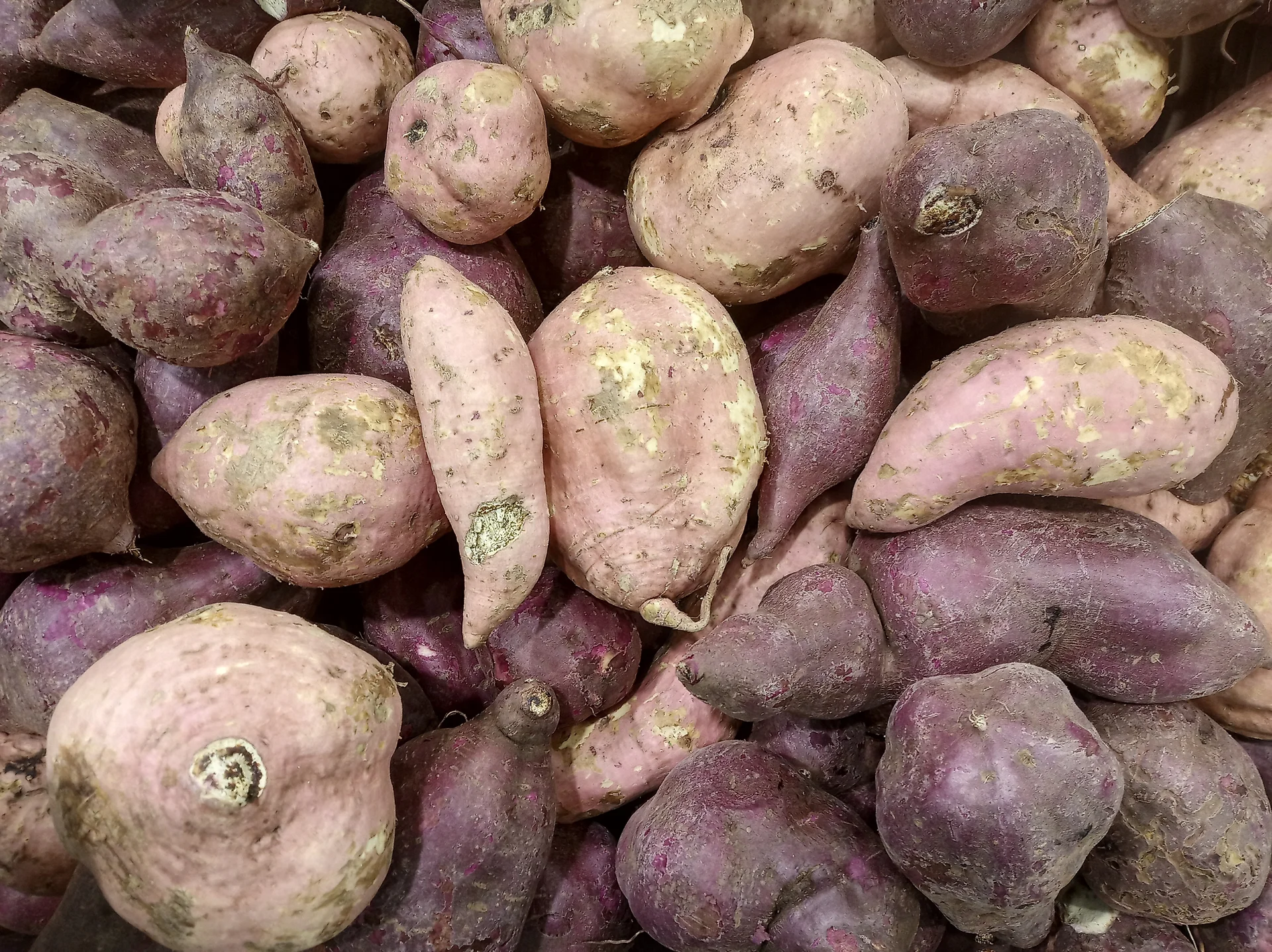 Harvested sweet potato roots with pink, purple and cream skins piled together