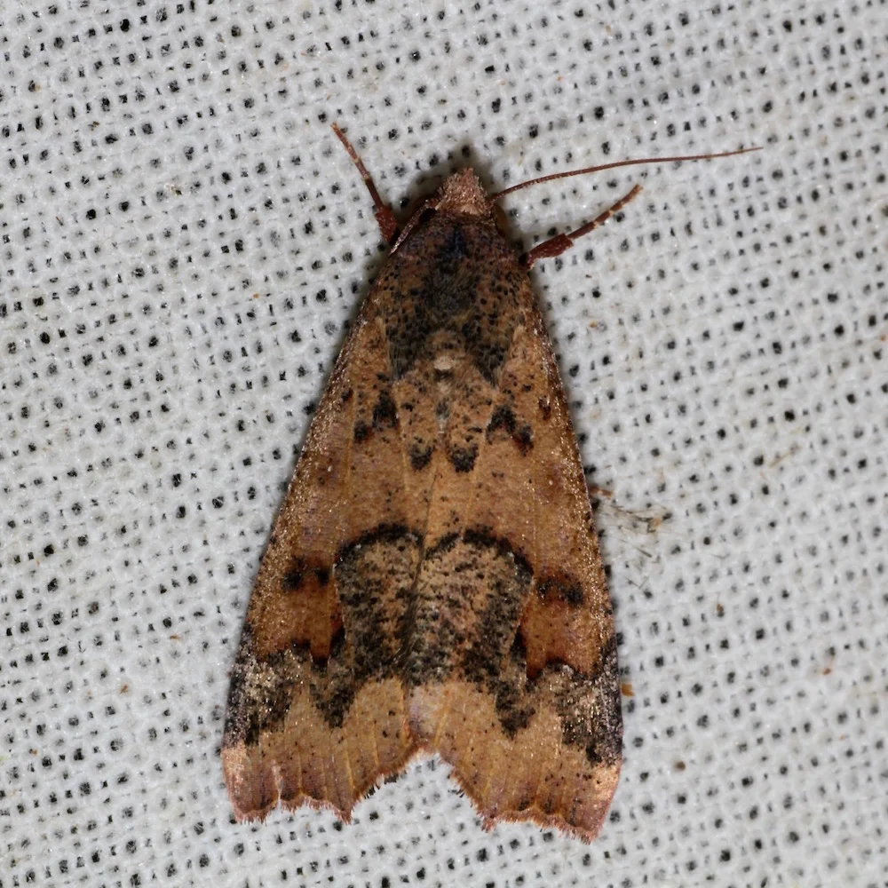 Adult jute semilooper moth, a small straw-brown moth with dark mottled wing markings