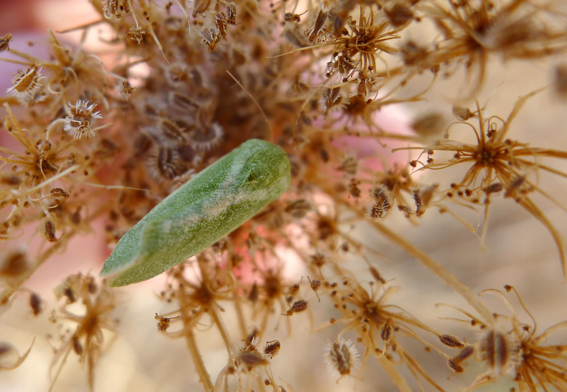 Pale-green spiny bollworm moth (Earias insulana) at rest, another view of the small green adult that lays the eggs producing the borer caterpillars