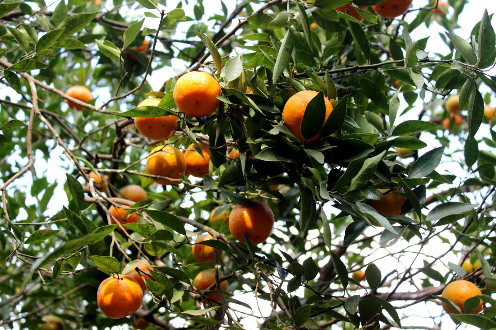 Ripe orange fruit hanging on a sweet orange tree