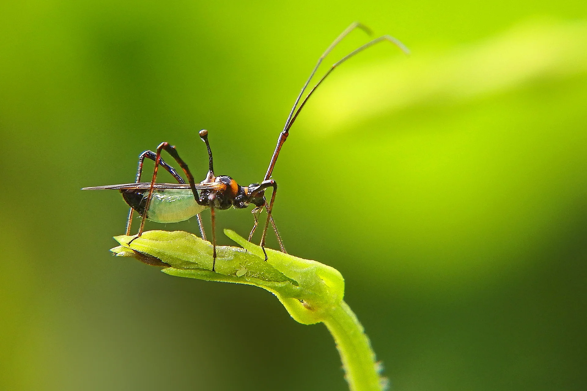 A cocoa/cashew capsid (Helopeltis, tea mosquito bug) on a soft green shoot, showing its slender dark-and-orange body, long thin antennae and long legs