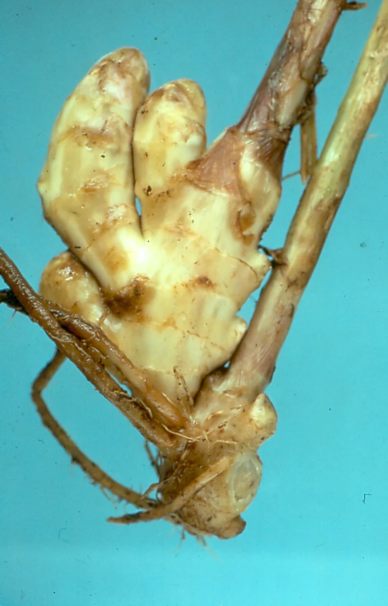 Ginger rhizome with the pseudostem still attached, soft brown rot at the collar where shoot meets rhizome