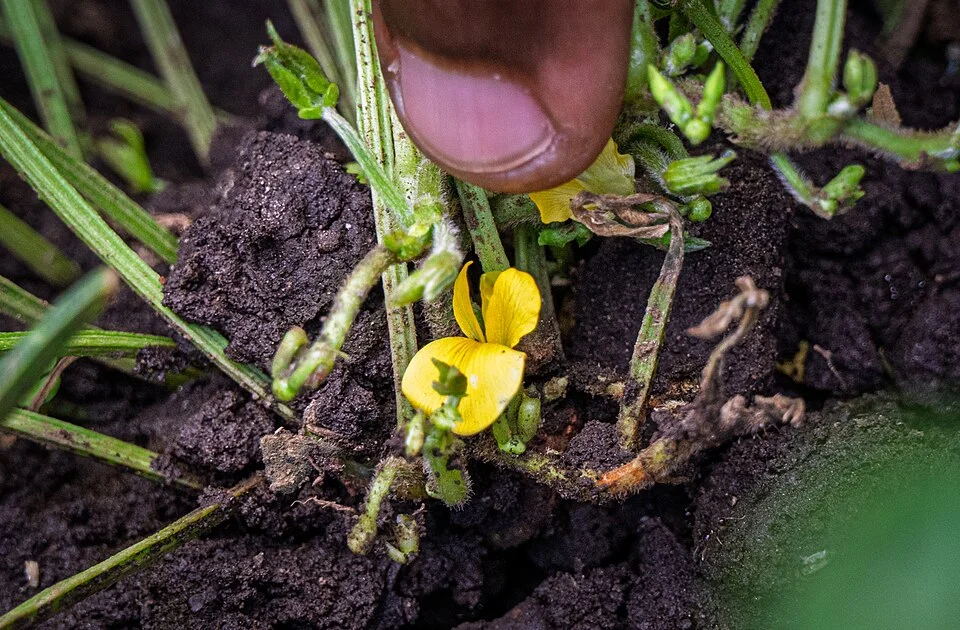 Close-up of a bambara groundnut plant base with a small yellow flower and stalks bending down to bury the young pods in the soil