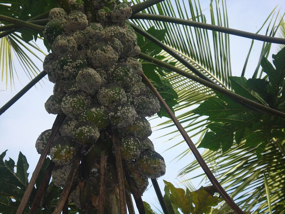 Papaya mealybug