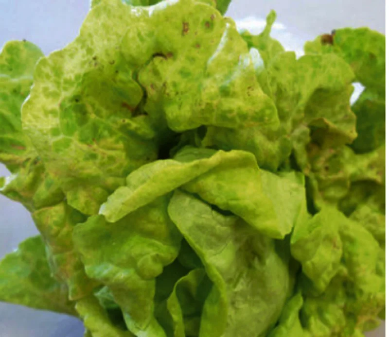 Lettuce mosaic virus