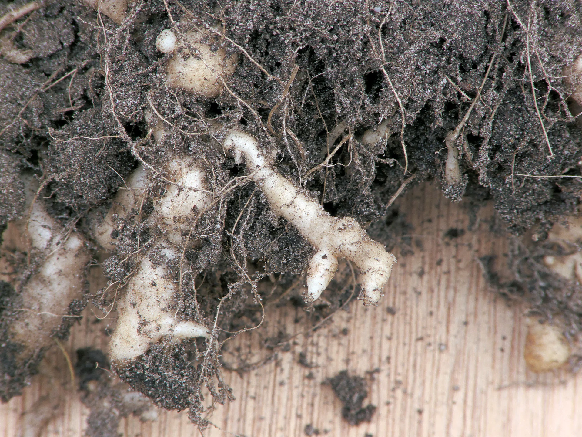 Close-up of cauliflower roots lifted from the soil, showing the roots swollen into white, knobbly, finger-like clubs (clubroot 'finger-and-toe' galls).