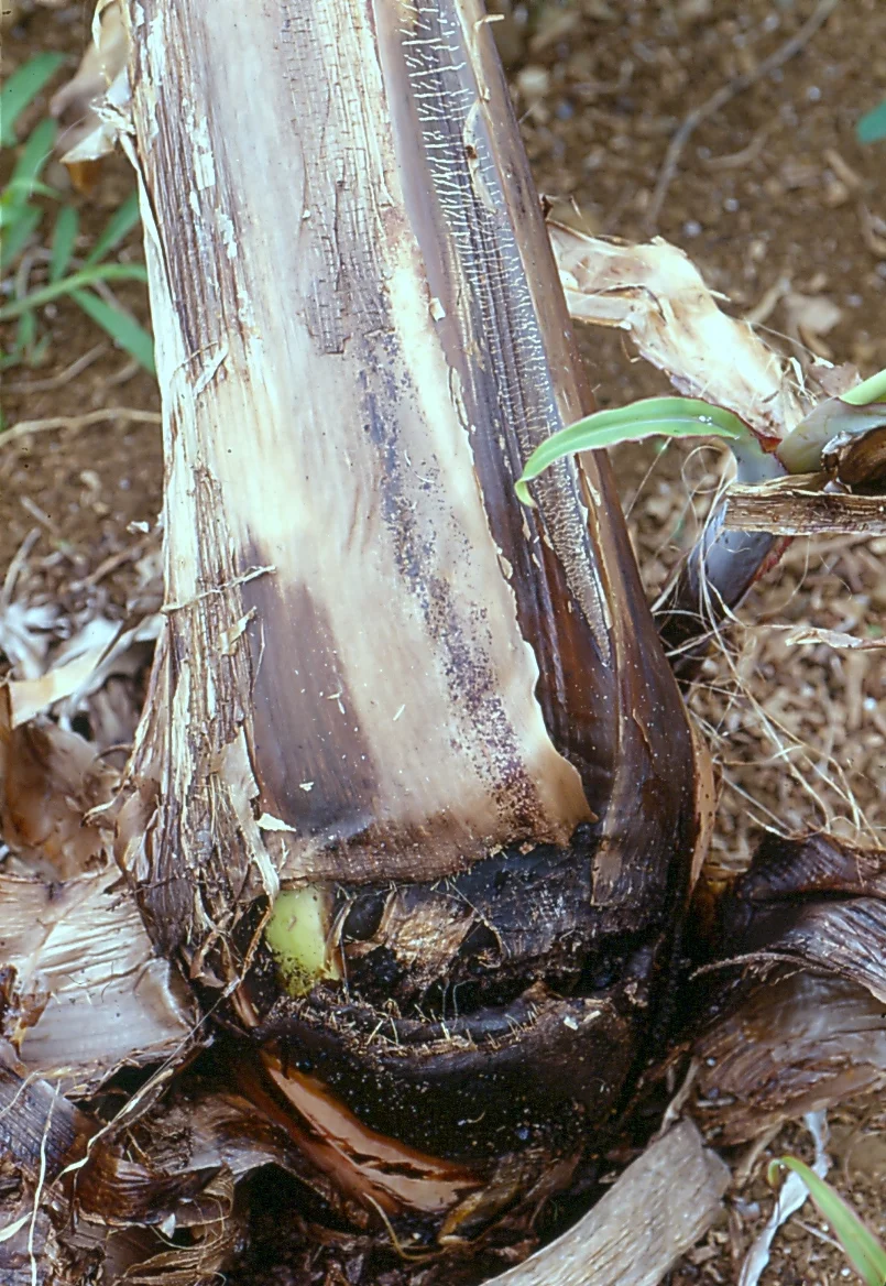 Base of a banana plant with dark brown-black soft rot spreading up the pseudostem and corm from waterlogged soil