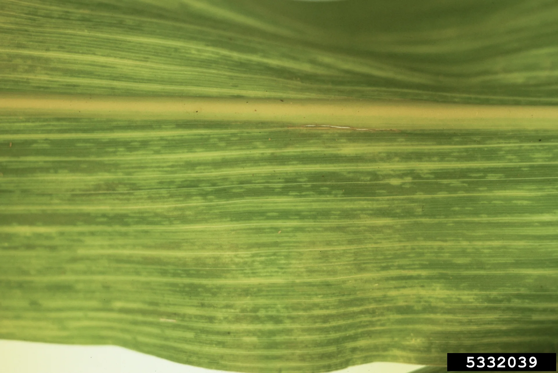 Close-up of a maize leaf showing the mosaic mottle of sugarcane mosaic virus: patches and short streaks of pale-green and dark-green along the leaf