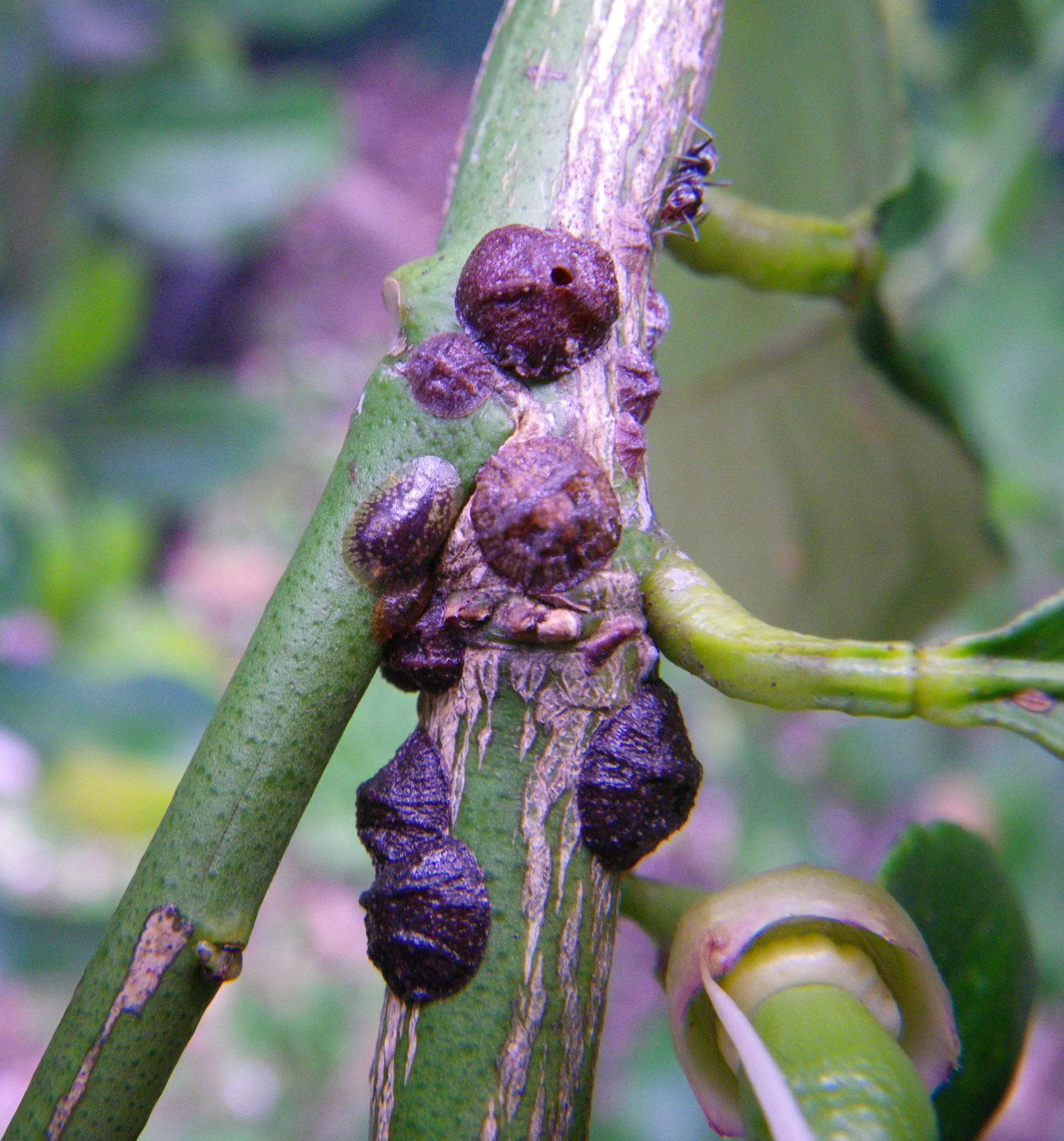 Dome-shaped brown-black scale insects clustered and encrusting a green citrus twig, with an ant tending them