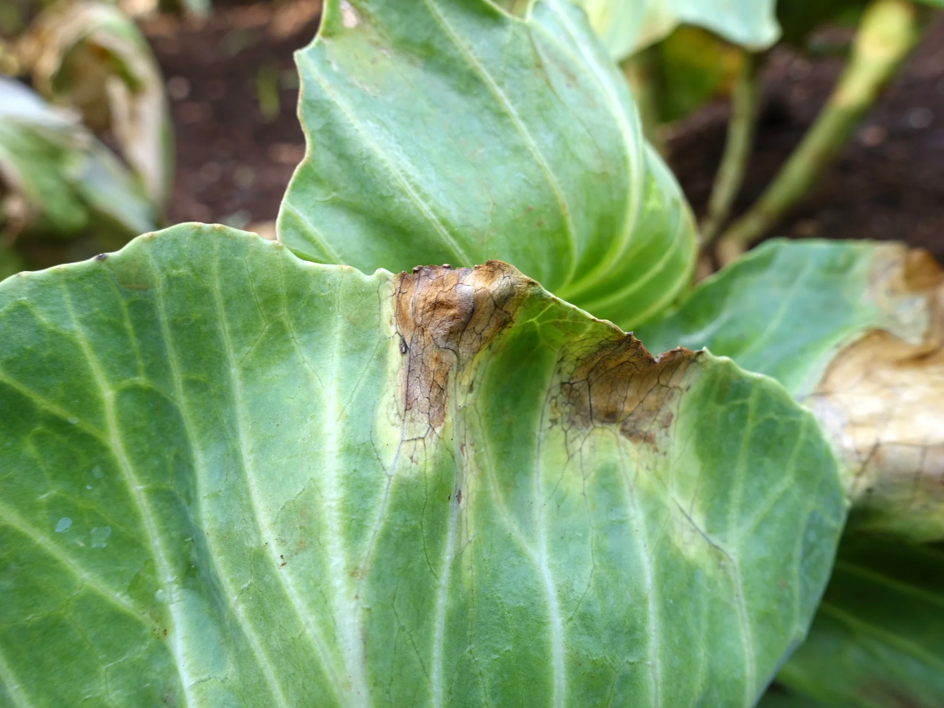 Black rot on a cabbage leaf: brown, V-shaped lesions eating in from the leaf margin with a network of blackened veins inside them.