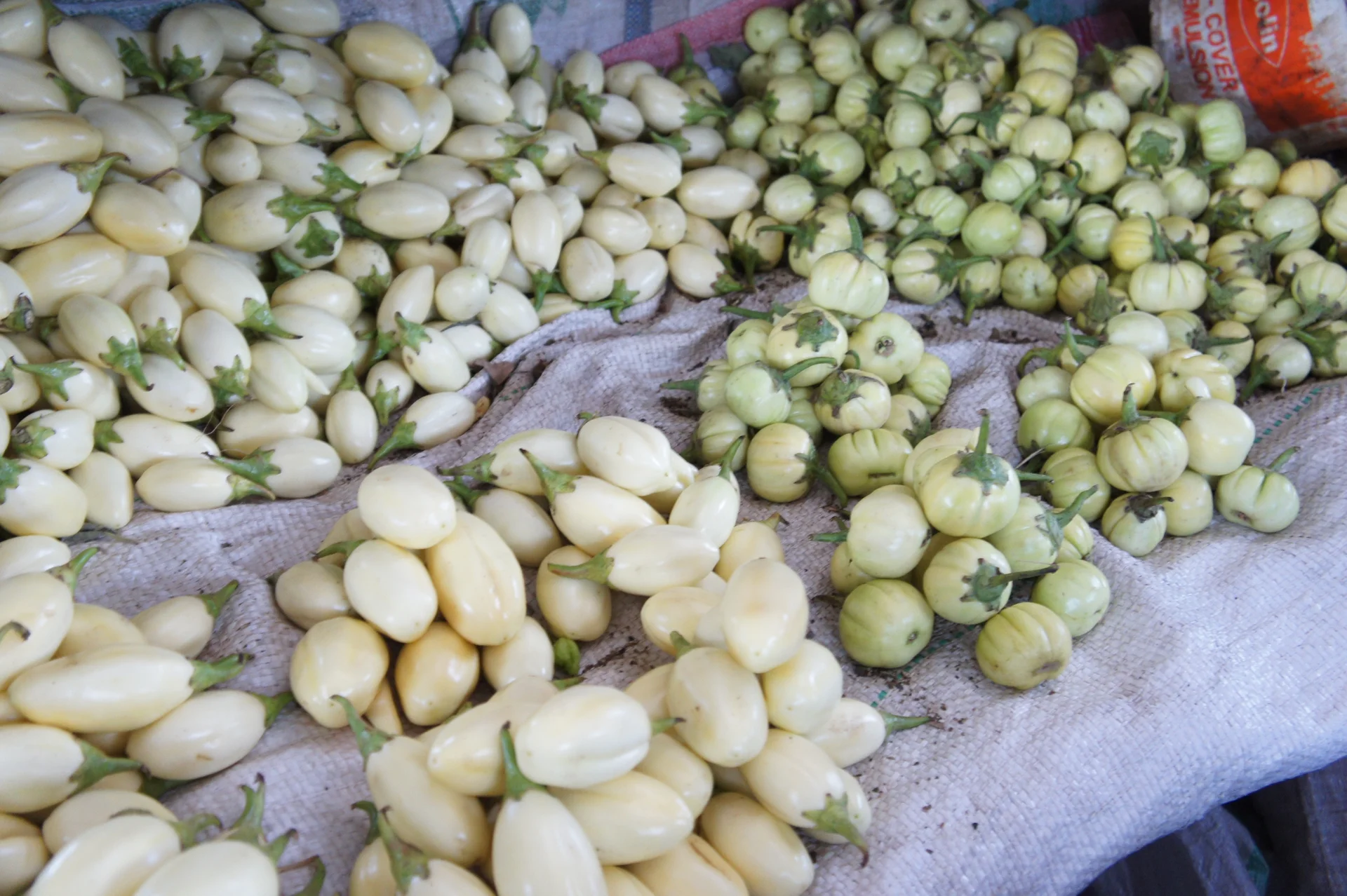 Piles of round white and green African eggplant (garden egg) fruits with their calyxes, sold at a market in Arusha, Tanzania