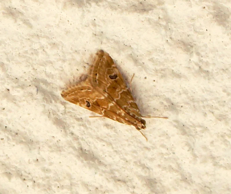 Cabbage webworm