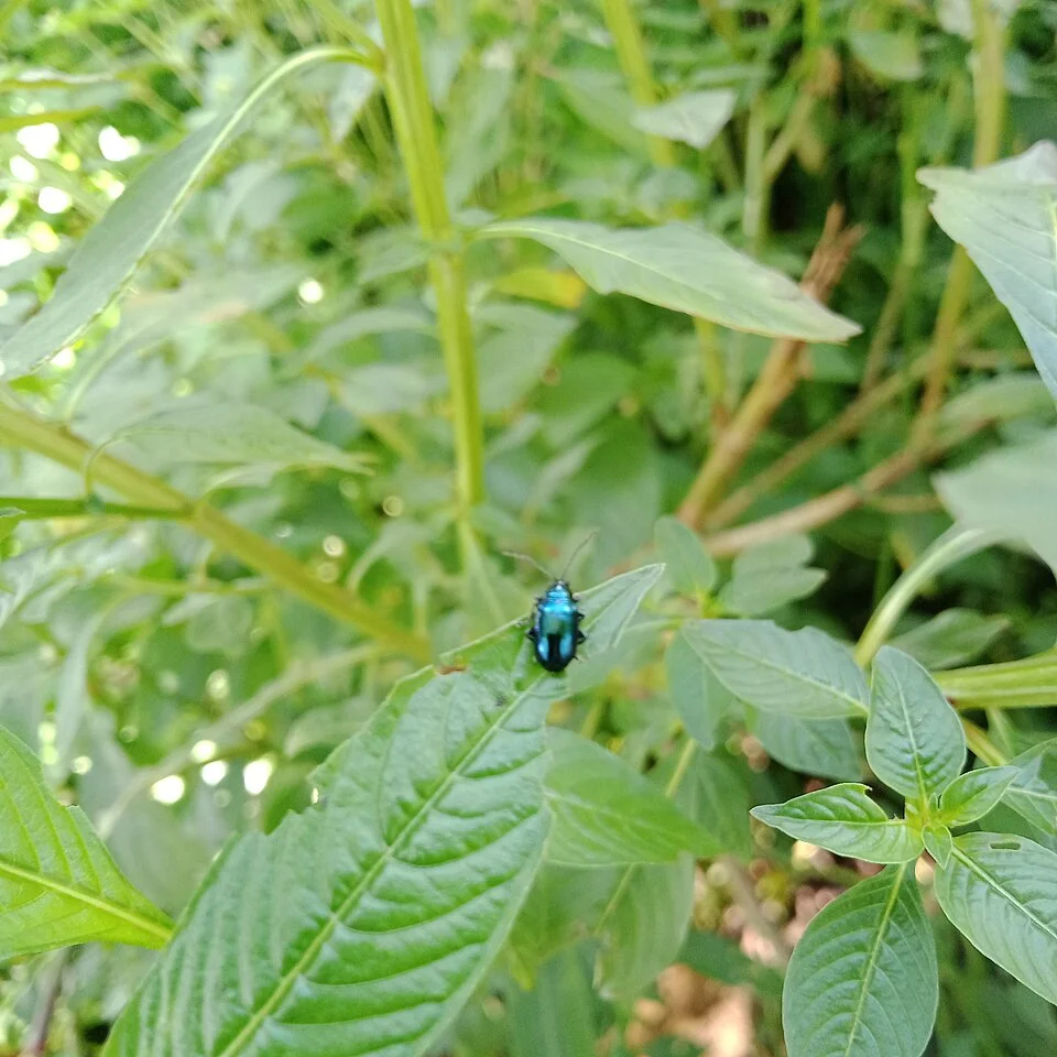 Flea beetles