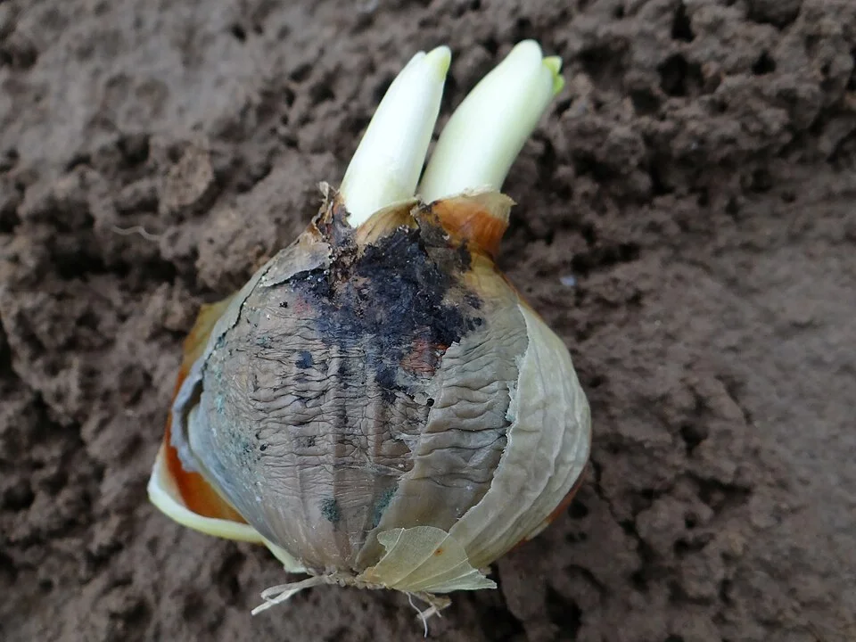 Botrytis neck rot