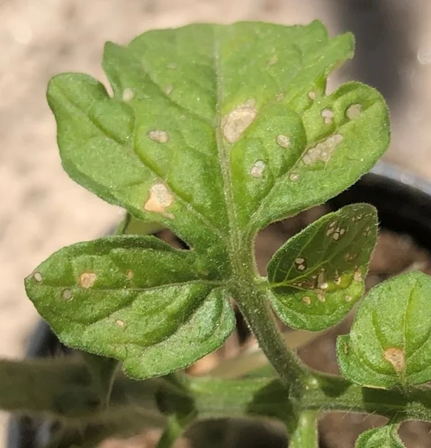Young tomato plant leaf infected with tobacco mosaic virus showing pale mottling and lesion spots