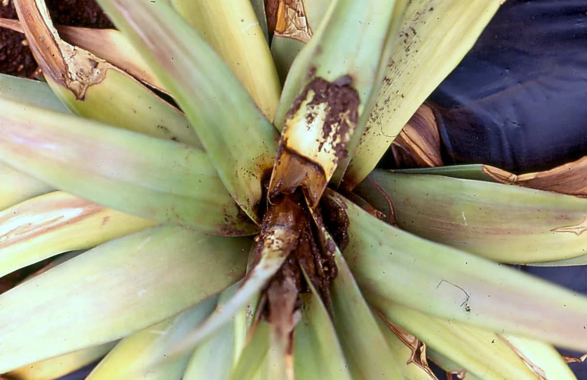 Rotting brown, soft heart and base of a pineapple plant caused by Phytophthora cinnamomi