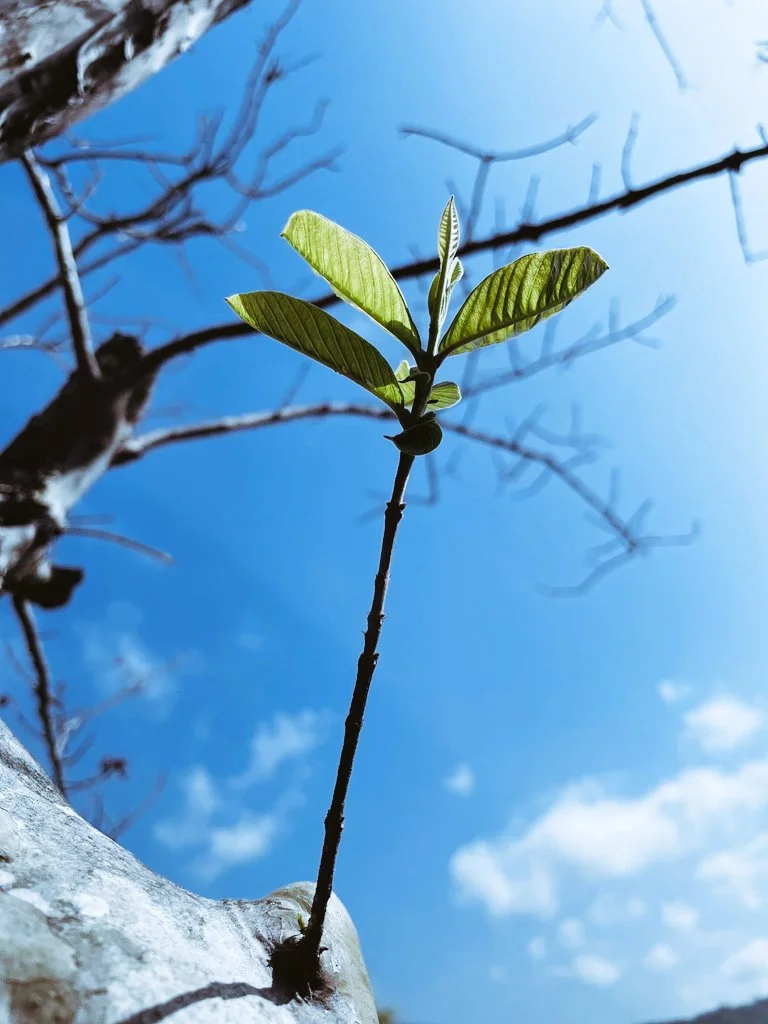 A guava tree with bare, leafless dead branches dying back against the sky, one green shoot remaining — the branch-by-branch dieback of guava wilt.