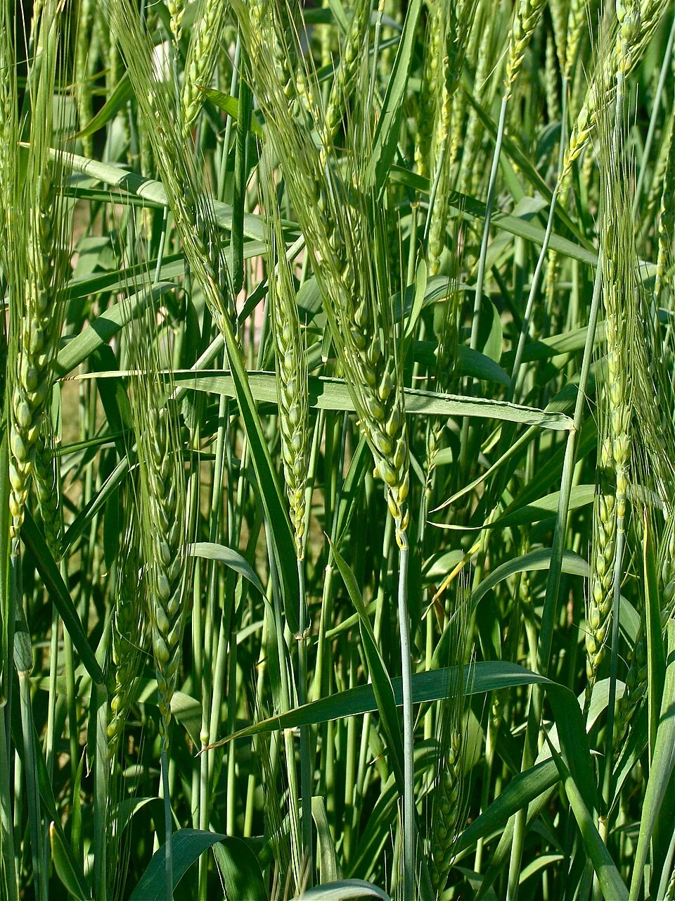 Wheat