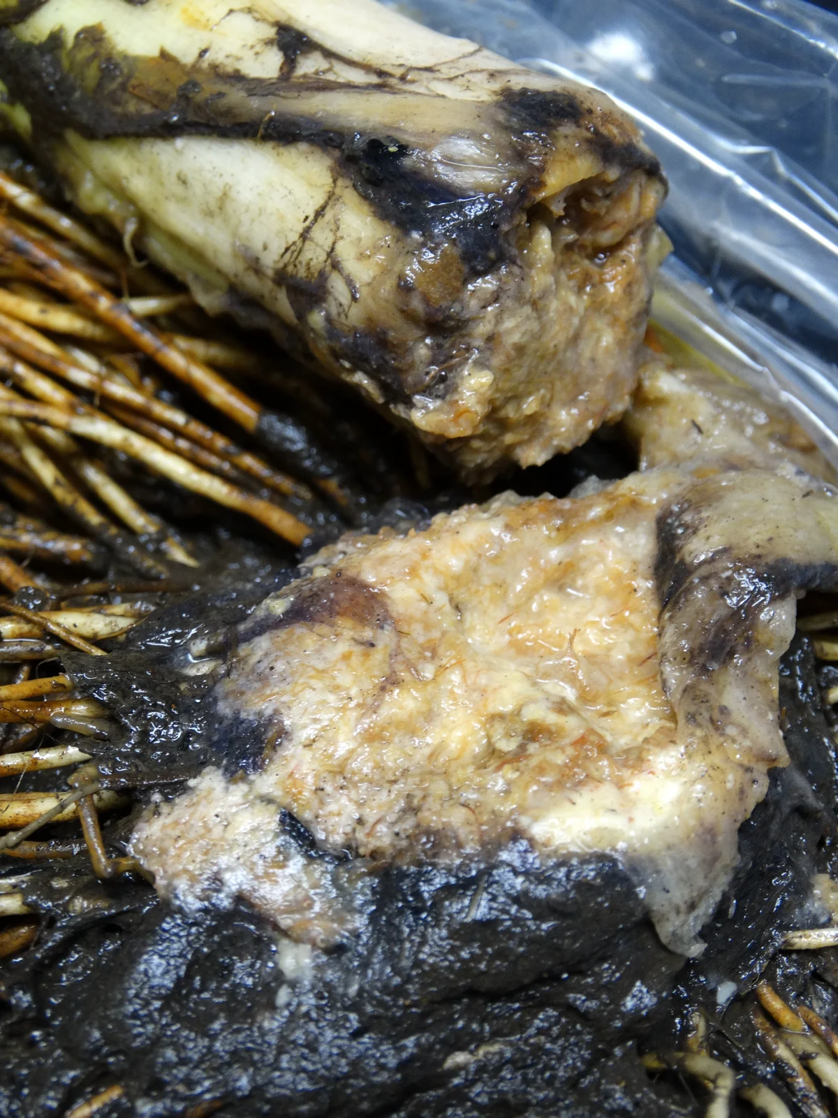 Taro corm broken open, its inside turned to soft, wet, brown-and-black rotten mush by bacterial soft rot