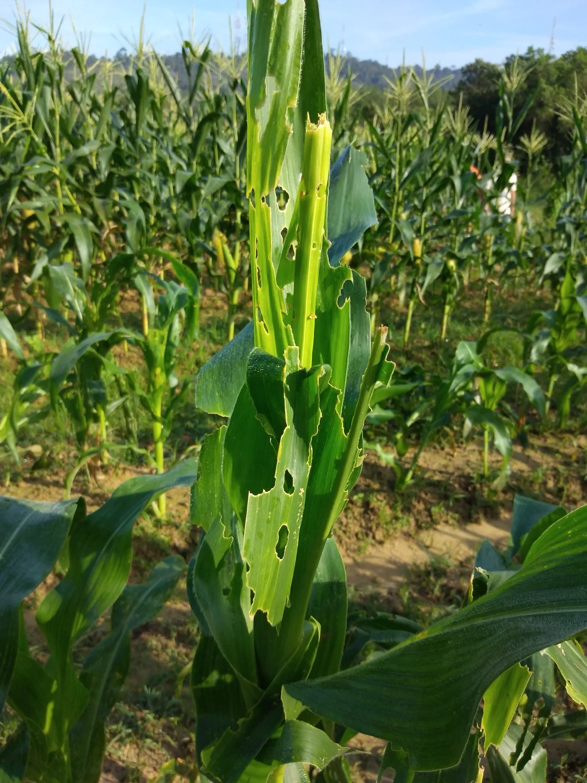Maize plant with ragged holes and torn whorl leaves from fall armyworm feeding in the field