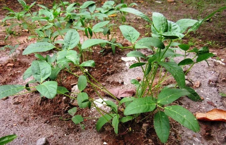 A low, bushy bambara groundnut plant growing as a spreading clump in sandy soil