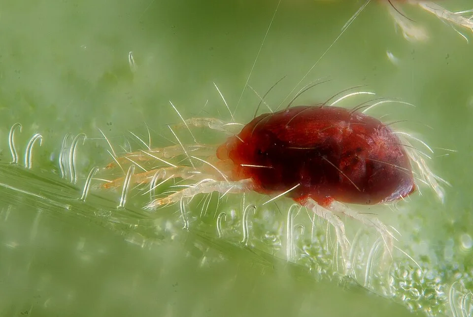 Close-up of a single red spider mite, an oval red-bodied mite, on a leaf with silk threads