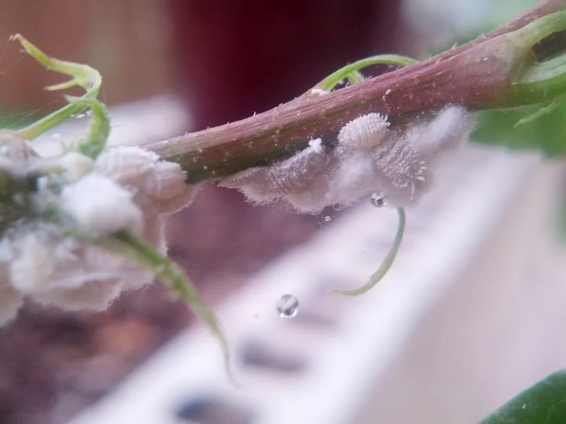 A colony of white, waxy mealybugs clustered on a plant stem near the growing tip
