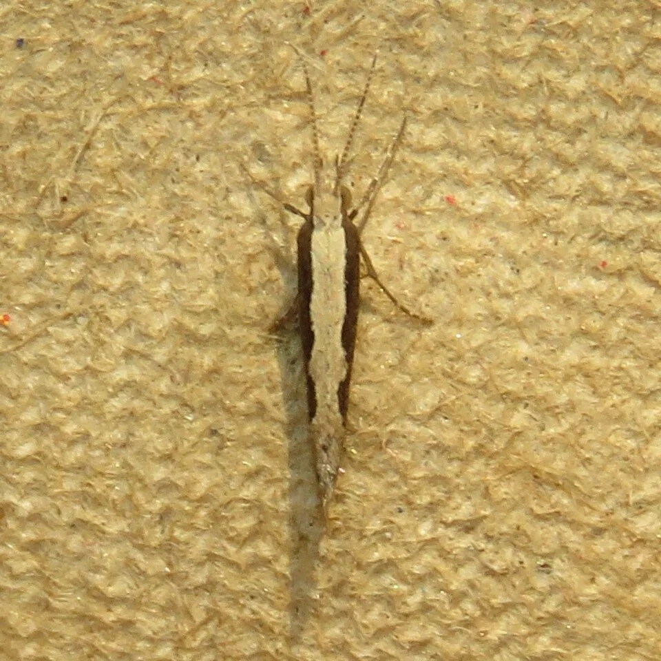 Diamondback moth