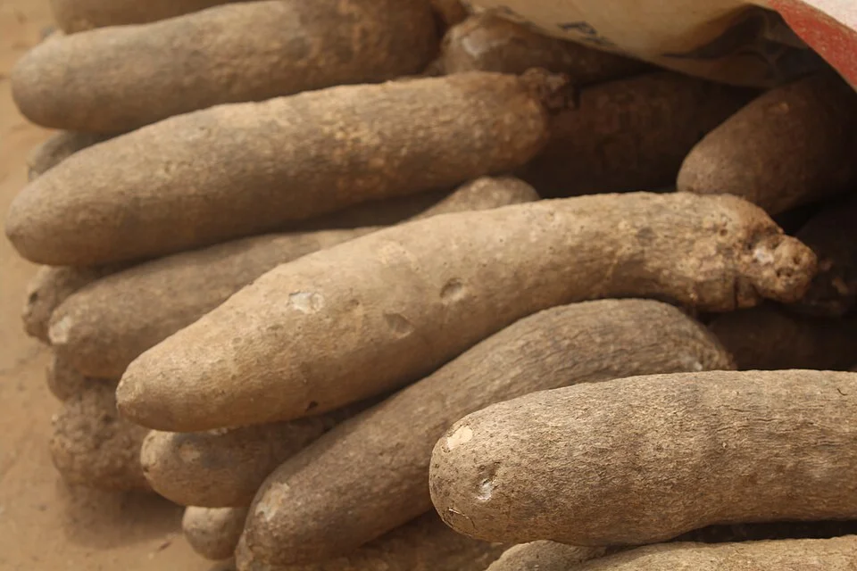 Close-up of harvested yam tubers with rough brown skin
