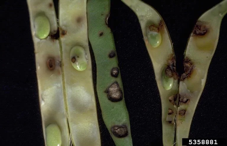 Bean pods with dark sunken anthracnose eye-spot lesions with brown cracked centres