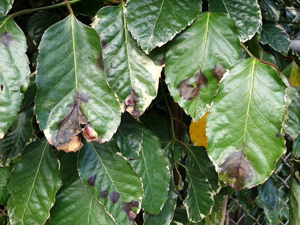 Bacterial blight