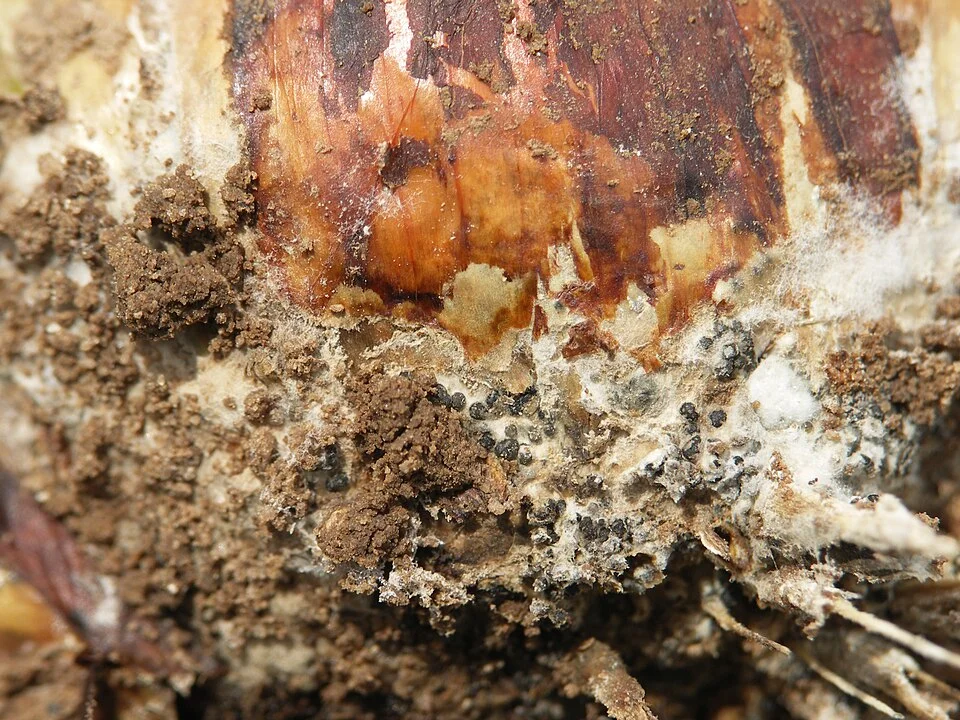 White rot