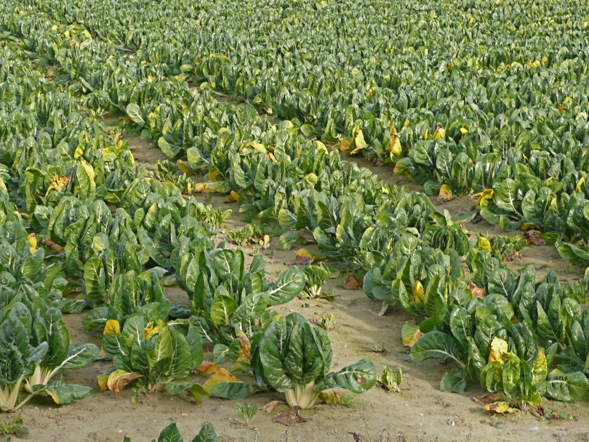 A field of green-leaved, white-stemmed Swiss chard (leaf beet) grown in rows for its leaves and stalks