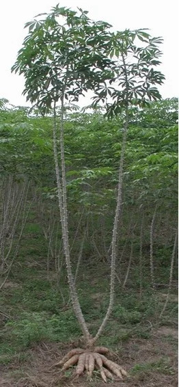 A whole cassava plant lifted from the ground, showing the tall woody stems, palm-shaped leaves, and the cluster of fat starchy storage roots at the base