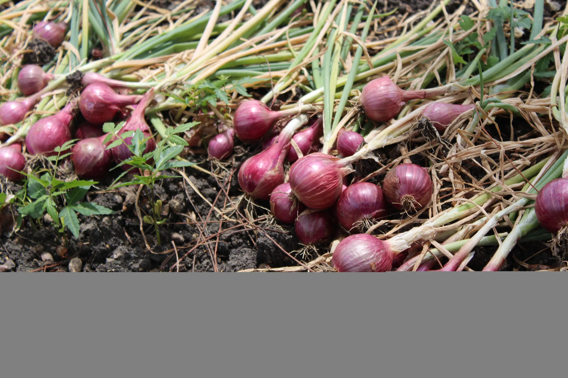 Freshly lifted red onion bulbs with green tops drying in the field