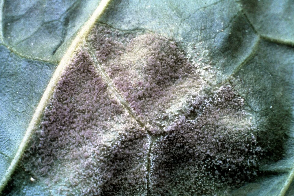 Blue mould