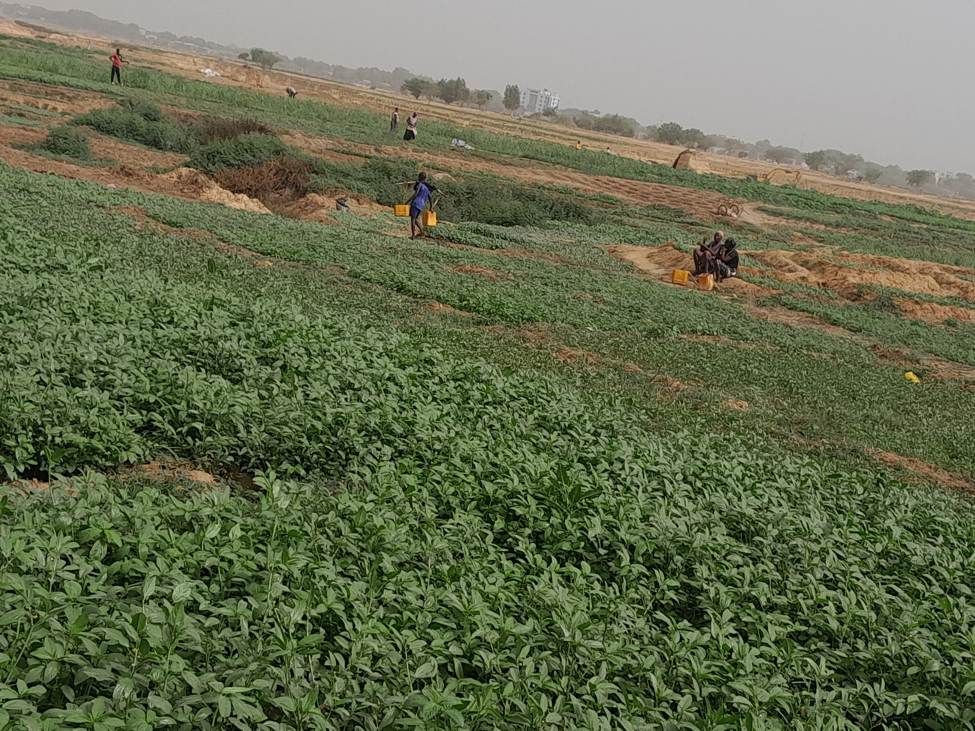 Field of jute mallow (mulukhiyah) grown as a leafy vegetable, farmers watering the rows