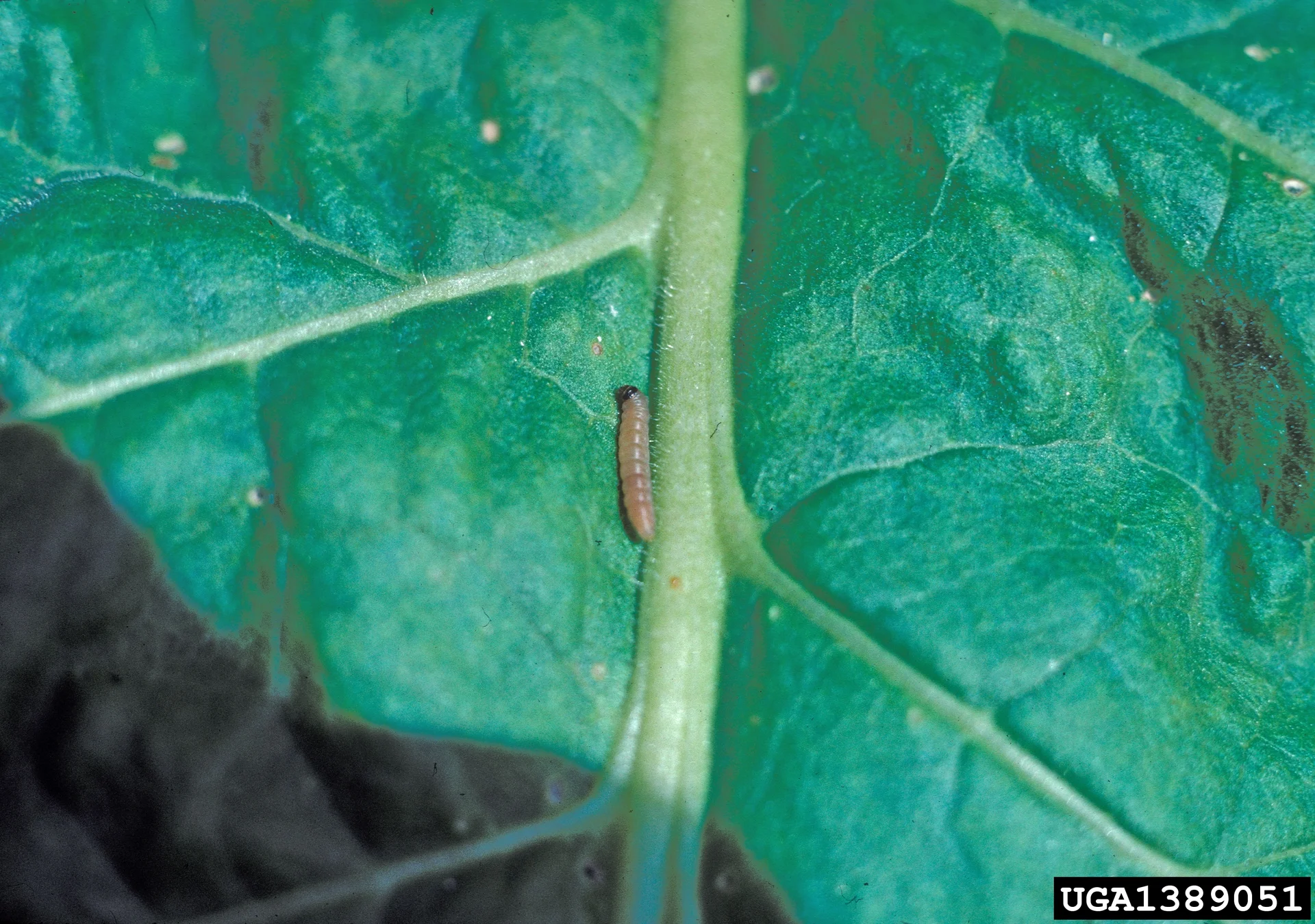 Small pinkish-brown caterpillar with a dark head, about 1 cm long, on the stem of a potato plant
