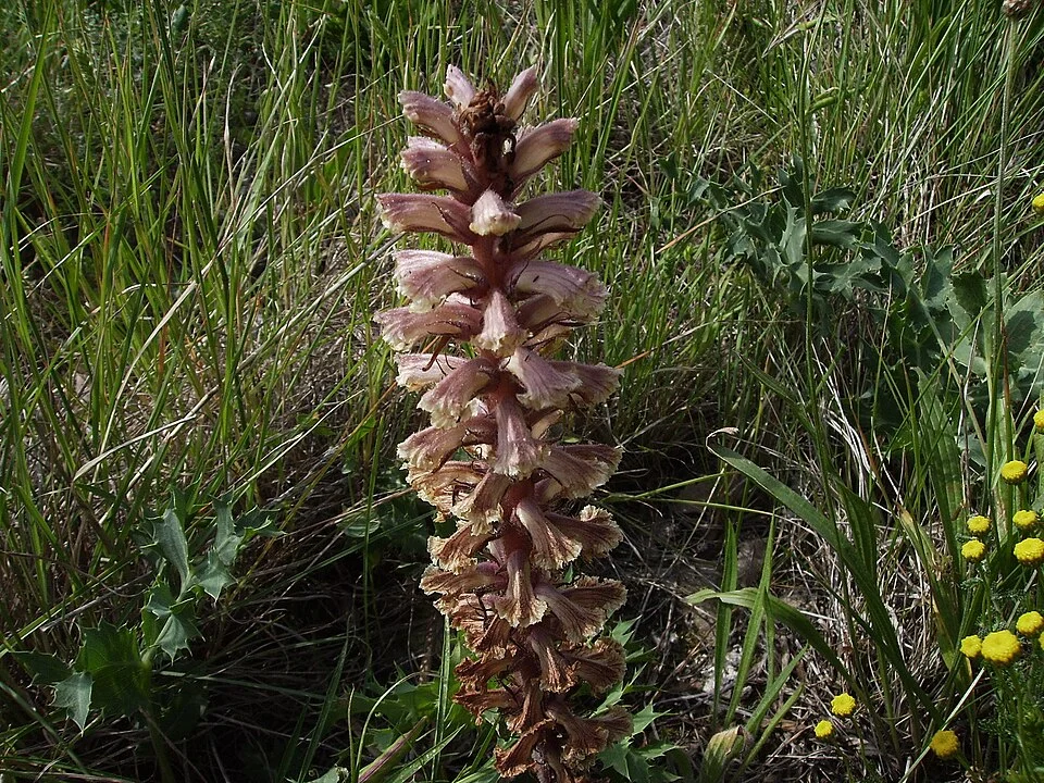 Broomrape