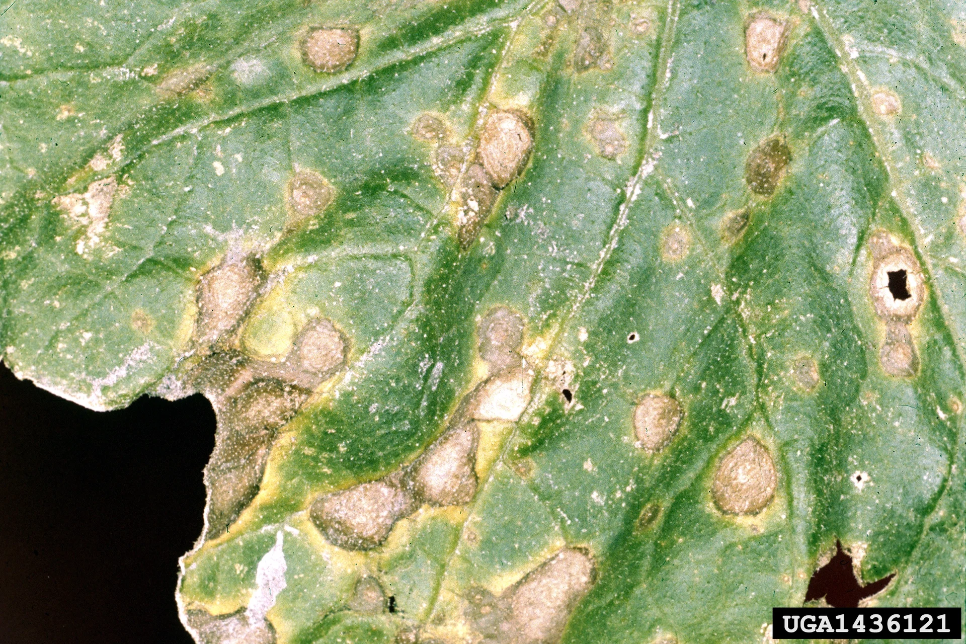 Concentric-ring brown Alternaria leaf-blight lesions on a melon (cucurbit) leaf
