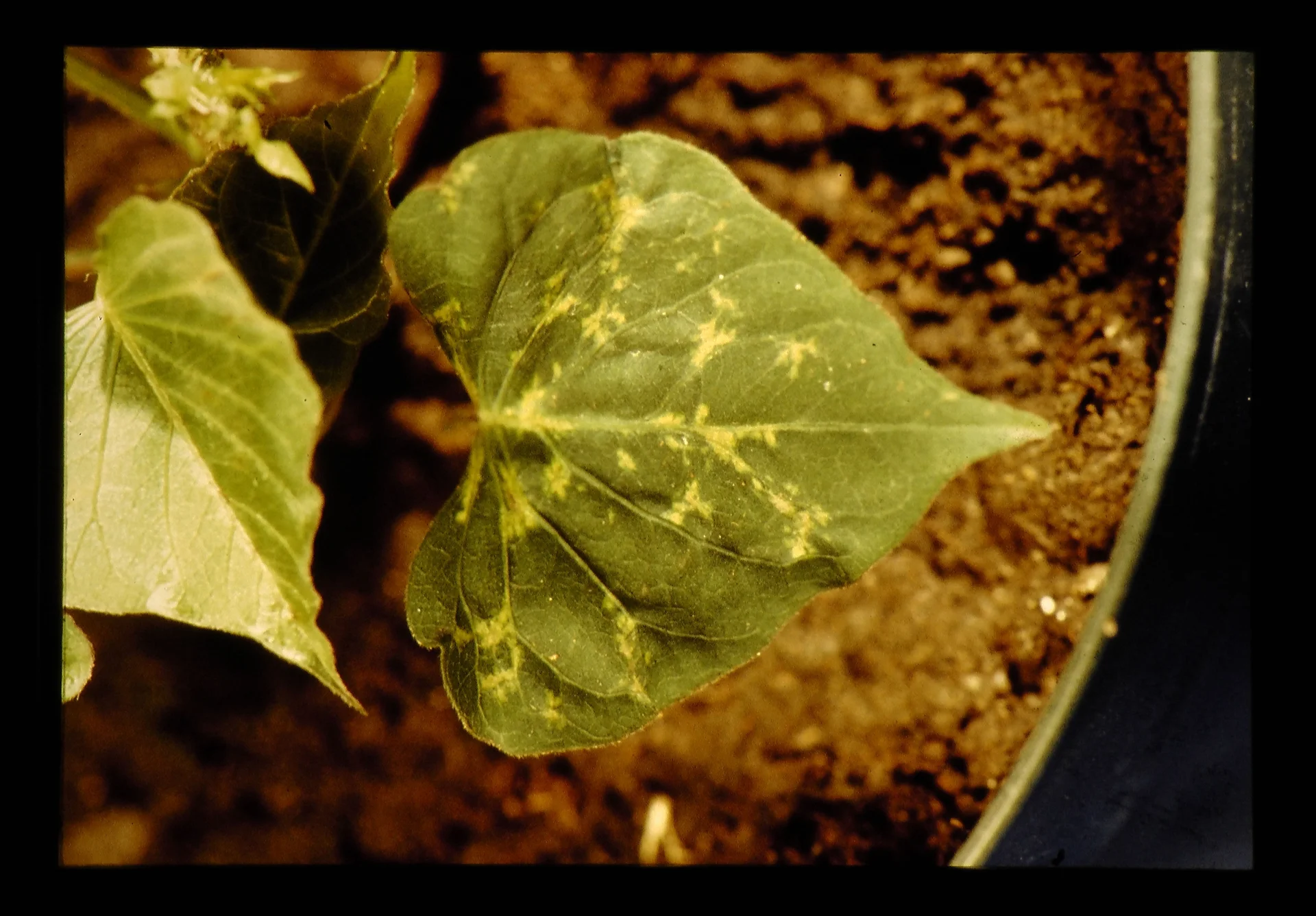 Sweet potato leaf showing virus disease: bright yellow chlorotic mottle in a feathery pattern spreading along the veins over an otherwise green heart-shaped leaf.