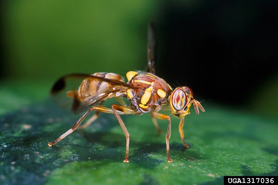 Melon fly
