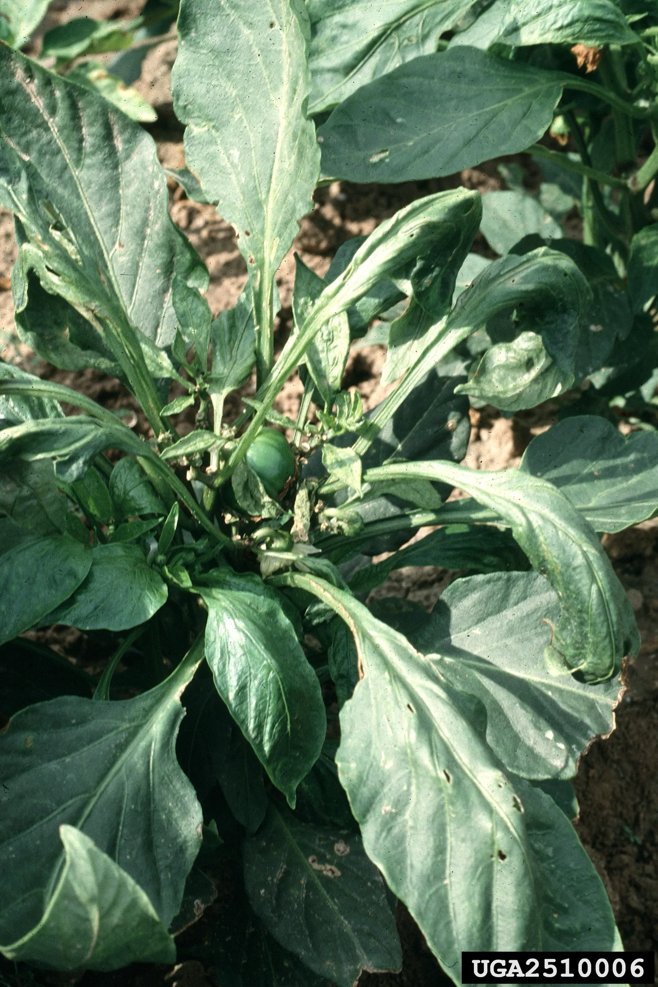 Whole pepper plant in the field with downward-curled, distorted young leaves at the growing tips from broad mite damage