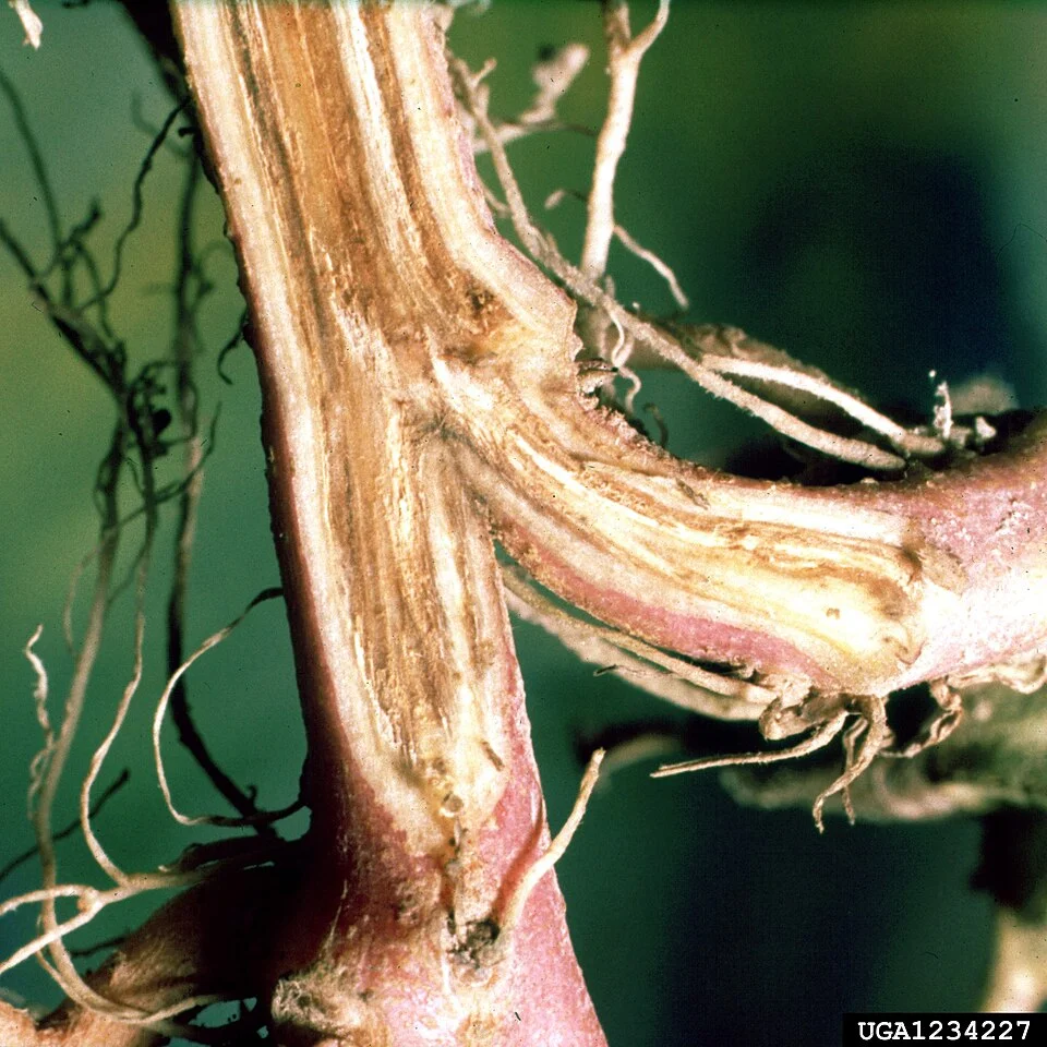 Split lower stem showing the tell-tale brown to reddish-brown vascular streaking of Fusarium wilt running up inside the water pipes